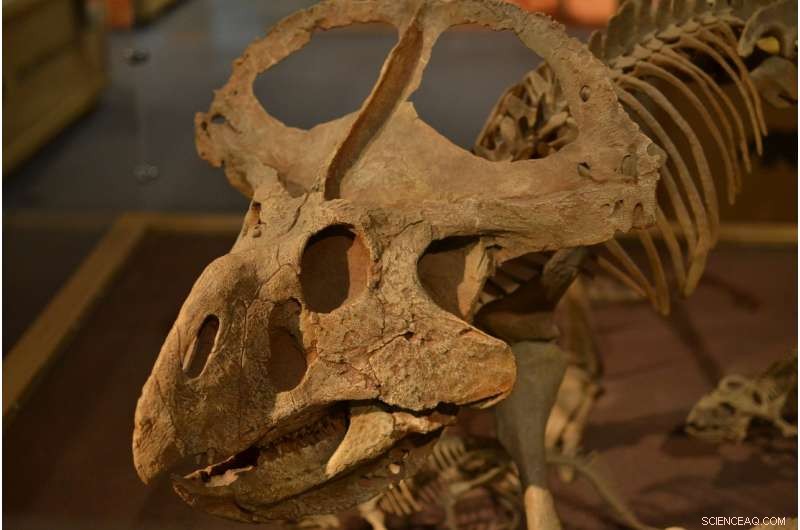 Why Dinosaur Frills and Horns Were Not for Species Recognition