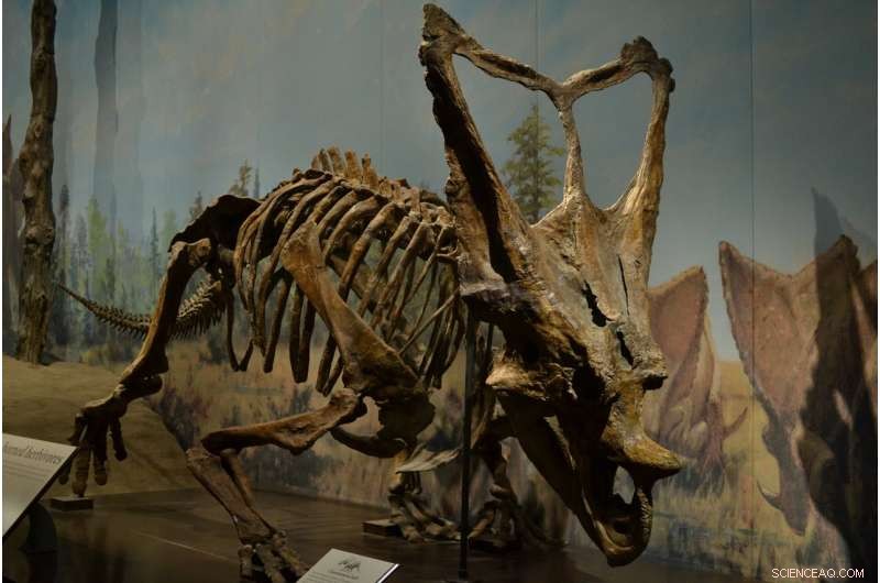 Why Dinosaur Frills and Horns Were Not for Species Recognition