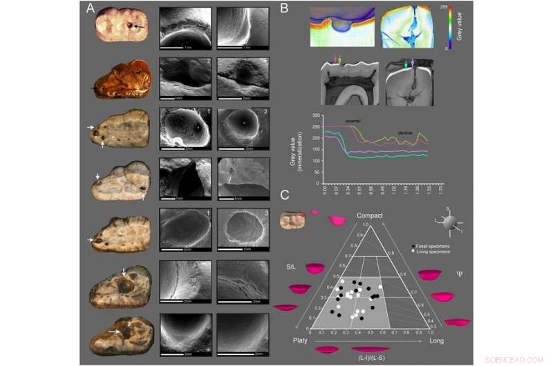 Short‑Faced Bears, Ice Age Giants, Shifted to Omnivory to Survive