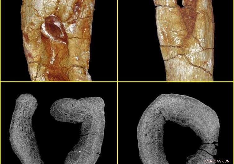 Scientists Uncover 200-Million-Year-Old Dinosaur Bite with Signs of Infection
