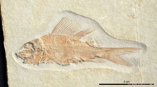 Adaptive Radiations of Mesozoic Bony Fishes: New Phylogenetic Insights