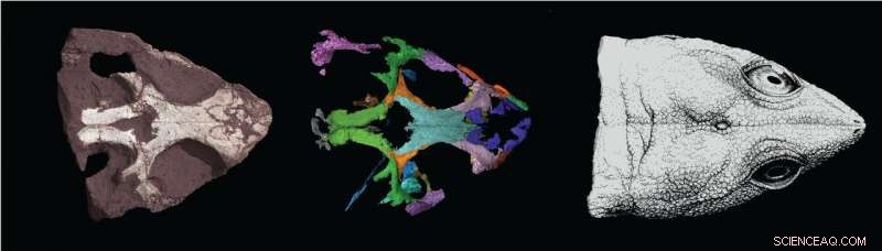 Paleontologists Reveal Jaw Mechanics of New England’s Ancient Reptile