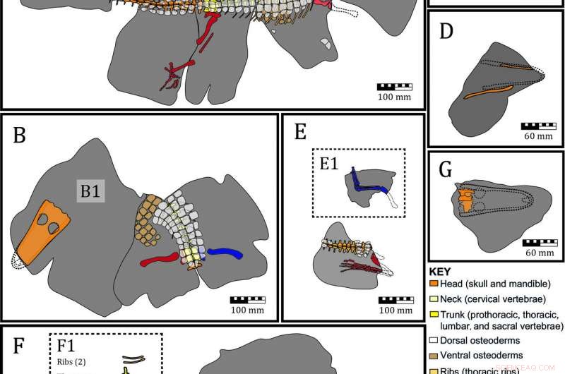 Isisfordia duncani Fossils Reveal Cretaceous Queensland Climate