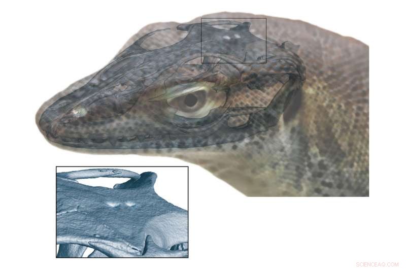 New Fossil Study Reveals Extinct Monitor Lizard Had Four Eyes