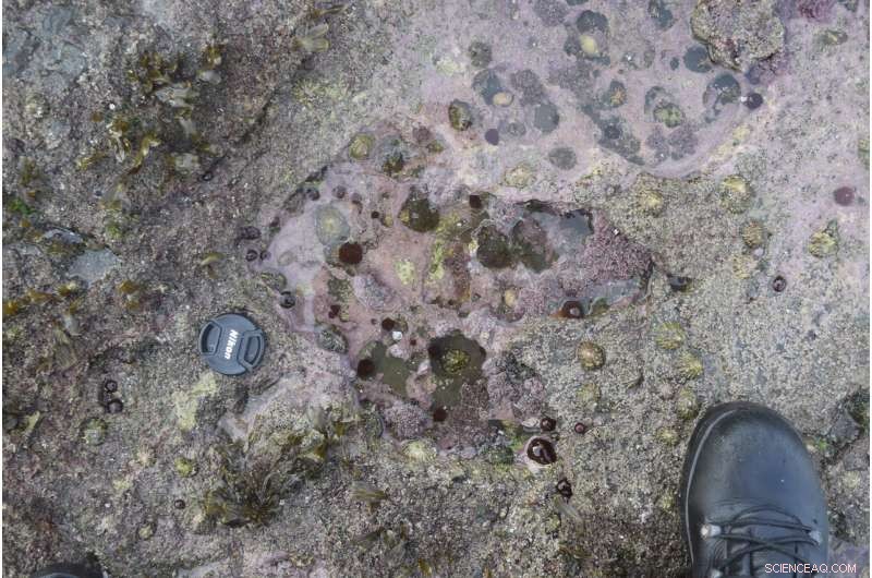 Isle of Skye Dinosaur Footprints Unlock 170‑Million‑Year‑Old Evolutionary Secrets
