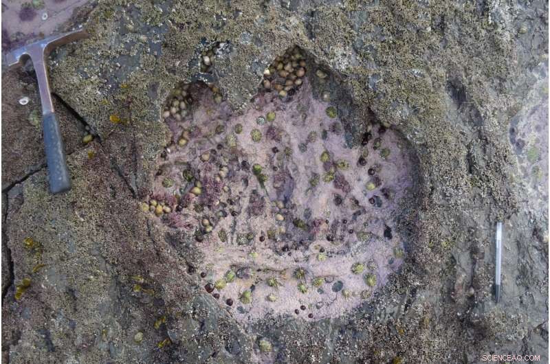 Isle of Skye Dinosaur Footprints Unlock 170‑Million‑Year‑Old Evolutionary Secrets