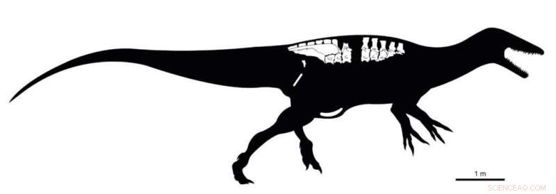 New Patagonian Predator Illuminates the Elusive Megaraptoridae Family