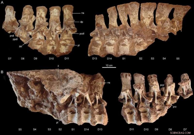 New Patagonian Predator Illuminates the Elusive Megaraptoridae Family