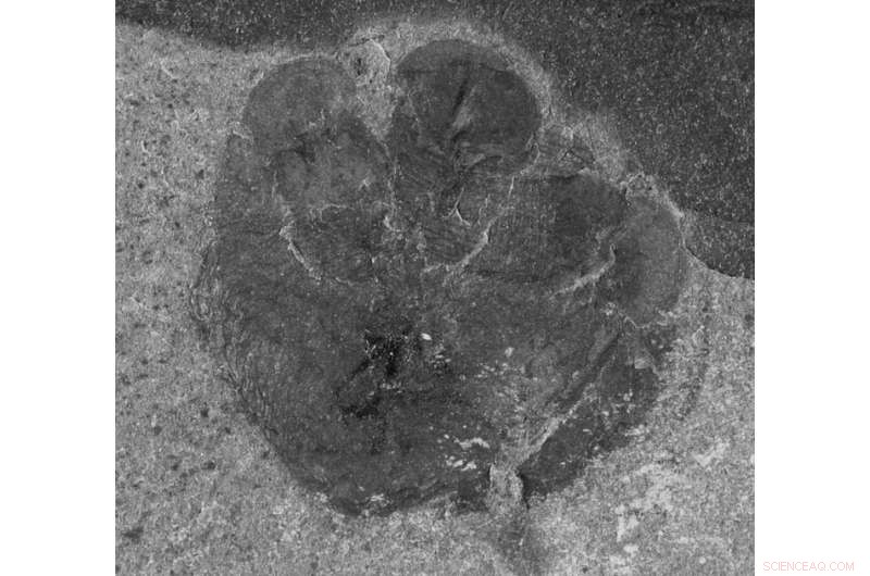 Cambrian Sea Worm’s Fossilized Poop Reveals 500‑Million‑Year‑Old Ocean Food Web