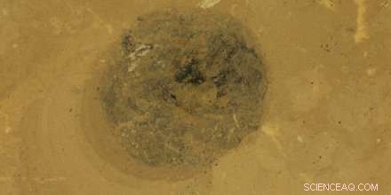 Cambrian Sea Worm’s Fossilized Poop Reveals 500‑Million‑Year‑Old Ocean Food Web