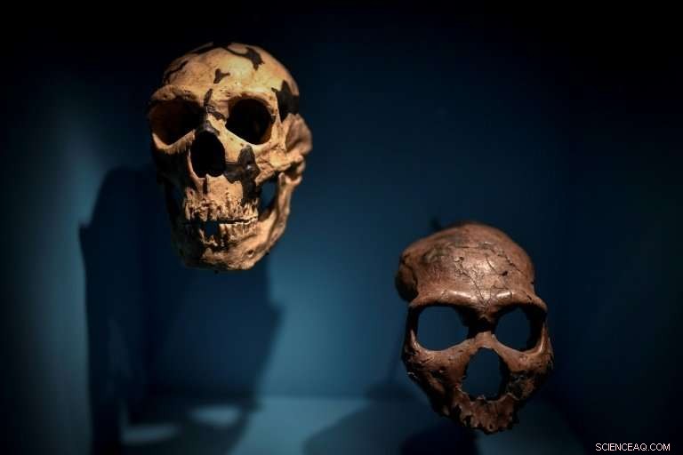 Neanderthal Nasal Adaptations: How Their Protruding Nose Helped Them Breathe in Arctic Winters