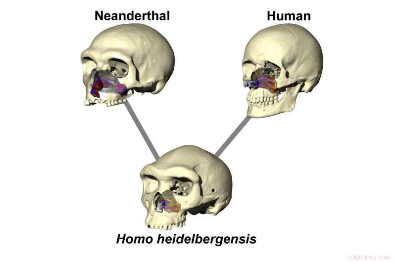 Neanderthal Nasal Adaptations: How Their Protruding Nose Helped Them Breathe in Arctic Winters