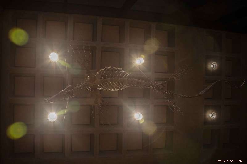 New Study Suggests Cretaceous Mosasaur Specialized in Preying on Fish