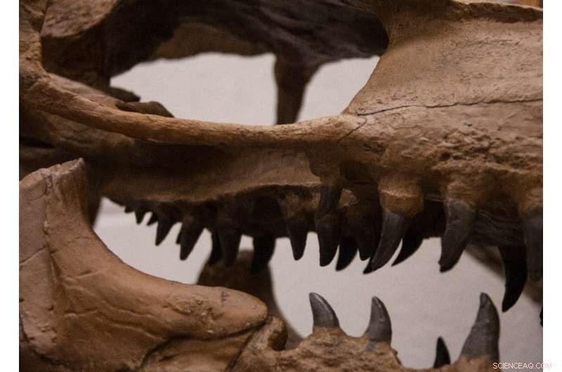 New Study Suggests Cretaceous Mosasaur Specialized in Preying on Fish