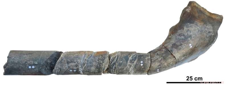 Massive Ichthyosaur Jaw Bone Discovered on British Beach