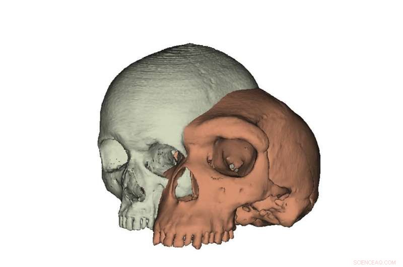 Why Eyebrows Are Key to Human Evolution and Social Communication