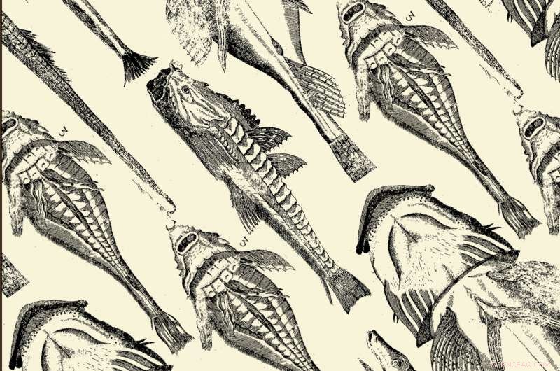 New Insights into 17th-Century Scottish Natural History Revealed by Recent Research