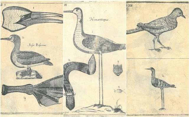 New Insights into 17th-Century Scottish Natural History Revealed by Recent Research