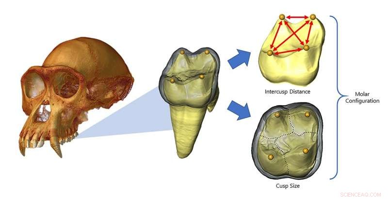 Unveiling Tooth Development: Evo‑Devo Models Reveal the Secret Life of Teeth