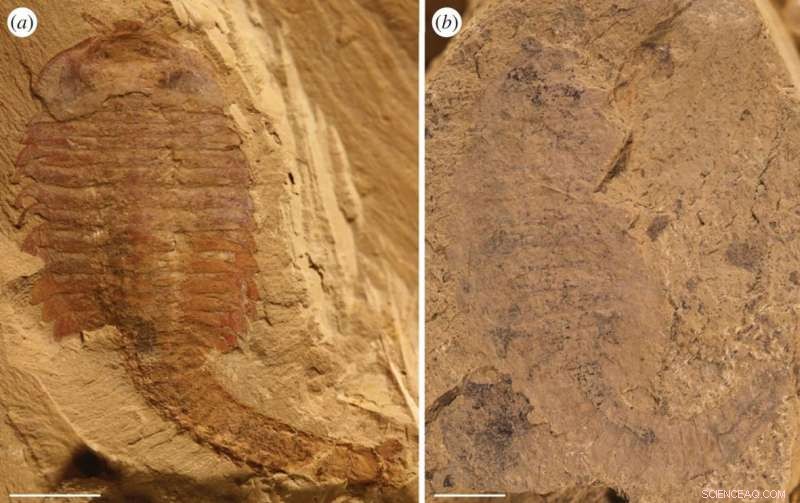 New Research Reveals Ancient Chinese Fossils’ Circulatory & Nervous Systems Are Biofilms, Not Organisms