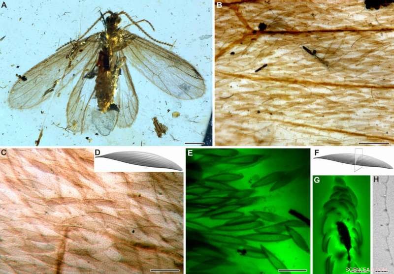 Scientists Reveal True Color of 200‑Million‑Year‑Old Insect Using Fossil Scales