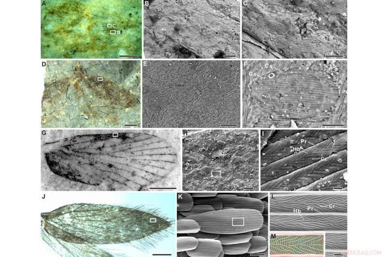 Scientists Reveal True Color of 200‑Million‑Year‑Old Insect Using Fossil Scales