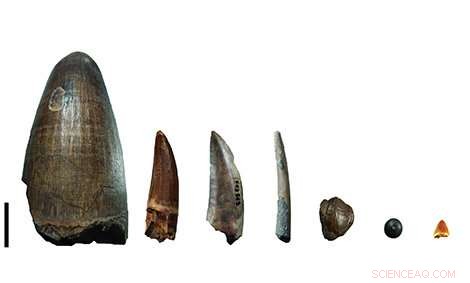 Calcium Reveals the Dinosaurs of Gadoufaoua: A Fossil Menu