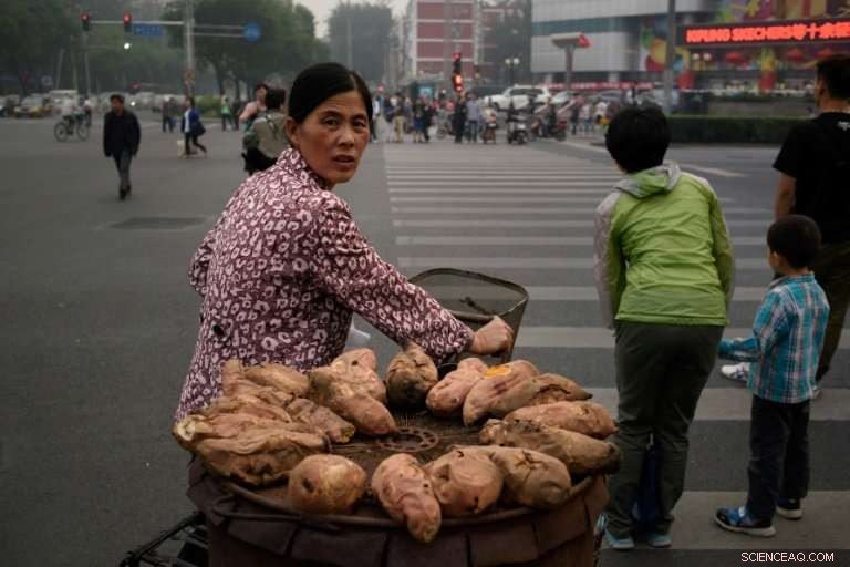 Did Sweet Potatoes Precede Humans? New Study Reveals Wind-Borne Seeds Shaped Global Spread