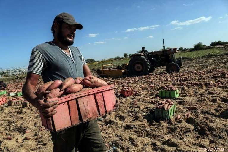 Did Sweet Potatoes Precede Humans? New Study Reveals Wind-Borne Seeds Shaped Global Spread