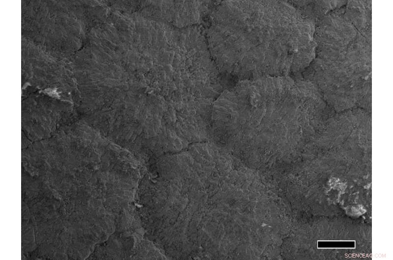 Misidentified Fossil Reveals It Is a Cartilaginous Fish, Not Algae or Squid