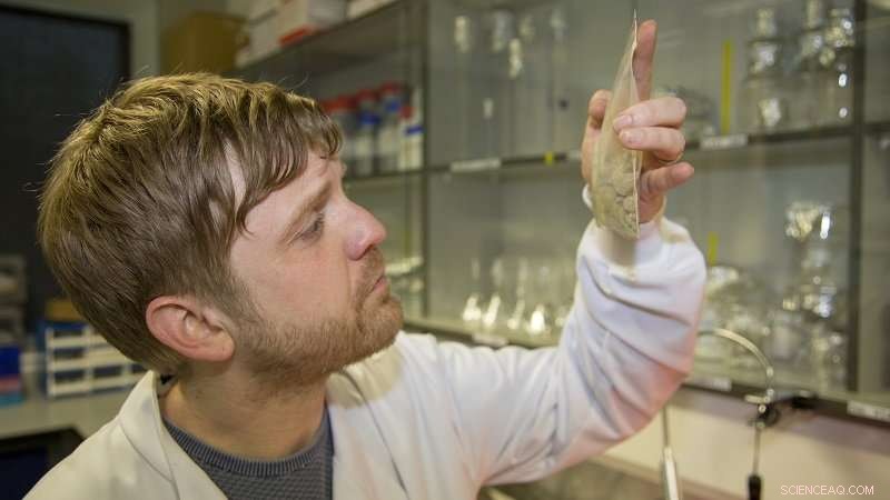 Research Indicates Insects Were a Major Food Source for Early Humans