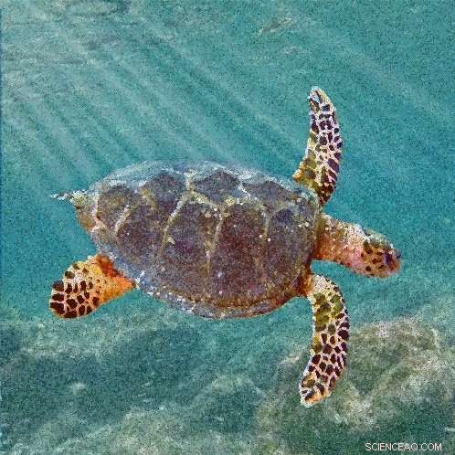 Alabama Discovery Reveals New Late Cretaceous Sea Turtle Ancestor