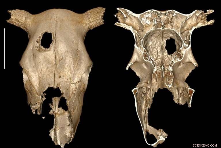 Ancient Stone Age Cow Trepanation Reveals Early Veterinary Surgery