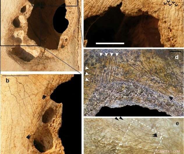 Ancient Stone Age Cow Trepanation Reveals Early Veterinary Surgery