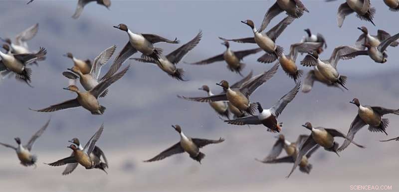 Divine Desire in Ancient Mesopotamia: How the Burney Relief Reveals Gods  Sacred Love