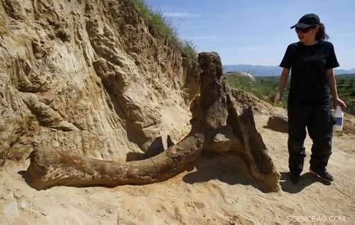 Ancient 8‑Million‑Year‑Old Elephant Fossil Discovered in Macedonia