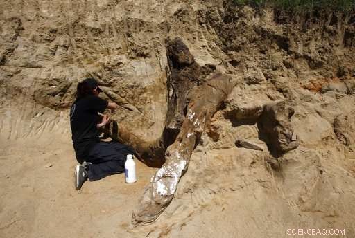 Ancient 8‑Million‑Year‑Old Elephant Fossil Discovered in Macedonia
