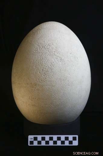 Museum Confirms Rare Elephant Bird Egg Is Authentic