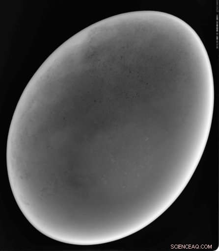 Museum Confirms Rare Elephant Bird Egg Is Authentic