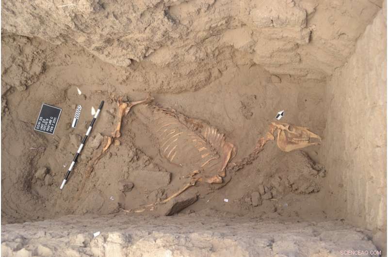 Archaeologists Unearth 3,000-Year-Old Horse in Nile River Valley Tomb