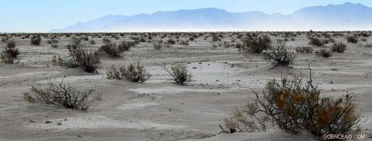 Unveiling Giant Sloth Hunting Strategies Through Ancient Human Footprints