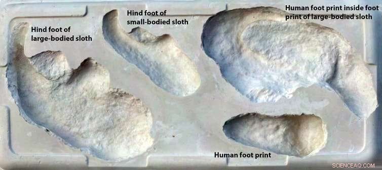 Unveiling Giant Sloth Hunting Strategies Through Ancient Human Footprints