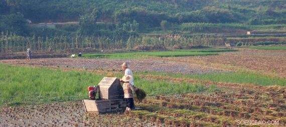 Study Reveals How Northern and Southern Chinese Behaviors Reflect Wheat vs. Rice Farming Traditions