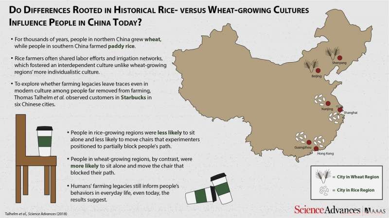 Study Reveals How Northern and Southern Chinese Behaviors Reflect Wheat vs. Rice Farming Traditions