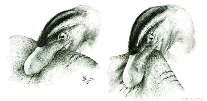 How Dinosaur Tooth Wear Reveals Their Aggressive Hunting Tactics