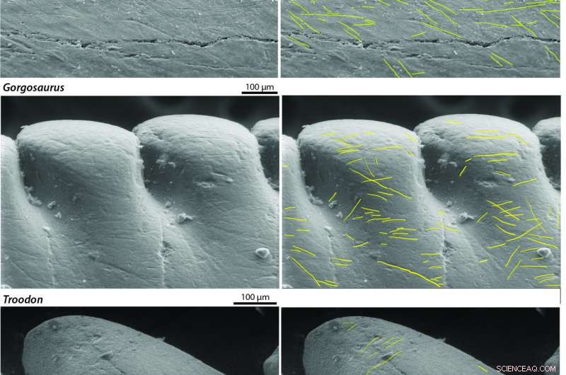 How Dinosaur Tooth Wear Reveals Their Aggressive Hunting Tactics