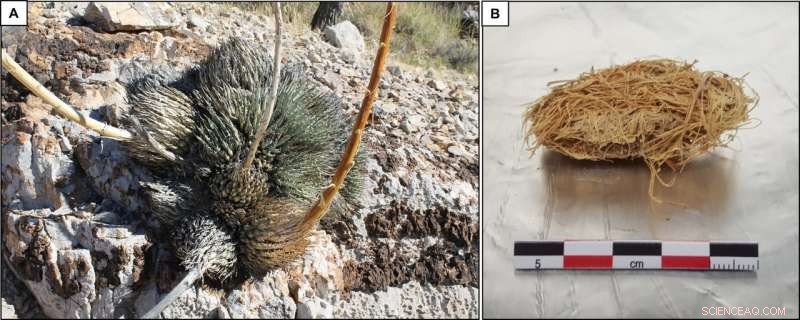 Ancient DNA Sheds Light on Genetic Roots of Early Great Basin Inhabitants