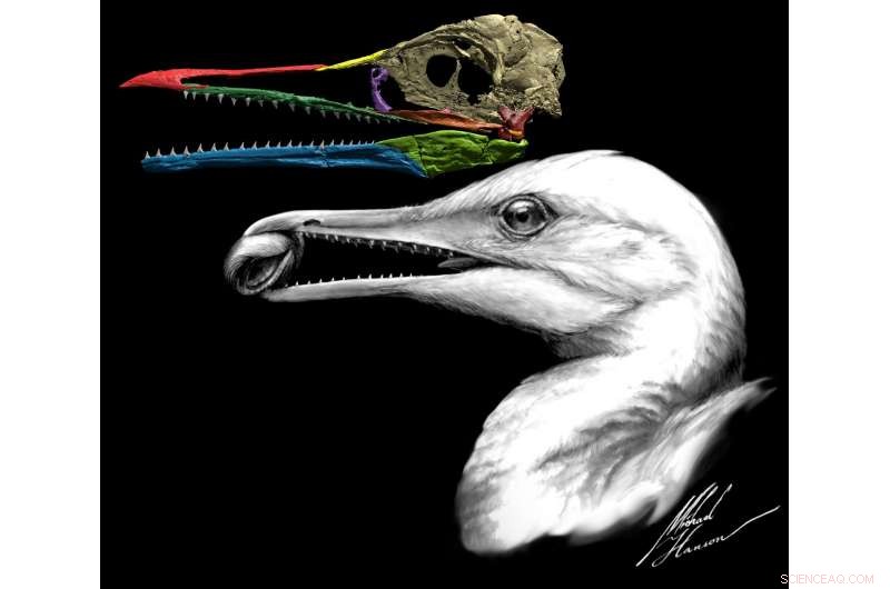 Scientists Uncover Earliest Bird Beak, Bridging Dinosaurs to Modern Birds
