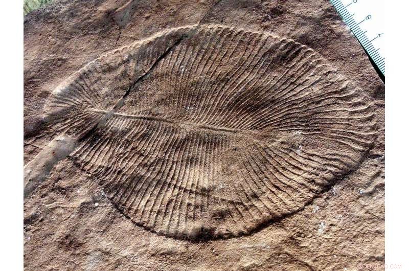 Ediacaran Biota Thrived in Bacterial-Rich Marine Environments