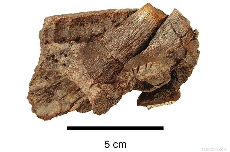 25 Years of Fossil Research Reveal Detailed Portrait of 12‑Foot Hyneria Lindae Predator